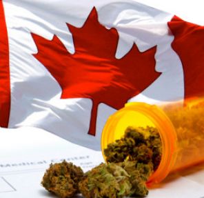 Medical Marijuana in Canada Getting in on the Ground Floor